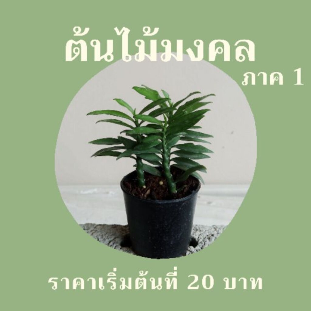 มุมมอง 3