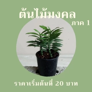 (5 ฟรี 1) ต้นไม้มงคล ไม้ฟอกอากาศ ต้นใหญ่ รากแน่น ต้นไม้เสริมดวง (ภาค 1)