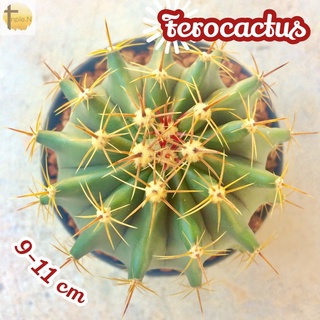 [เฟอโรหนามเหยี่ยว 9-11 เซนติเมตร] Ferocactus Emoryi ส่งพร้อมกระถาง cactus แคคตัส กระบองเพชร ทะเลทราย ไม้หนาม