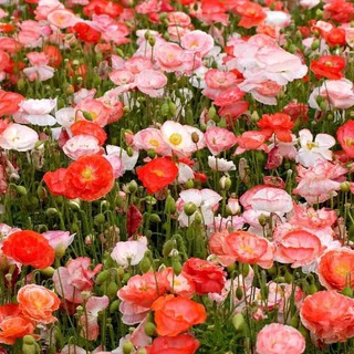เมล็ดพันธุ์ ดอกป๊อปปี้ Papaver rhoeas Shirley poppy 1000 เมล็ด เมล็ดพันธุ์นำเข้าจาก อังกฤษ