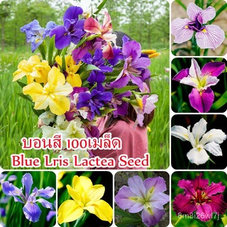 （เมล็ดพันธุ์ ถูก คละ）เมล็ดพันธุ์ 100เมล็ด Blue Iris Lactea Flower Seeds บอนสี เมล็ดพันธุ์พืช เมล็ดดอกไม้ พรรณไม้ ต้นไม้