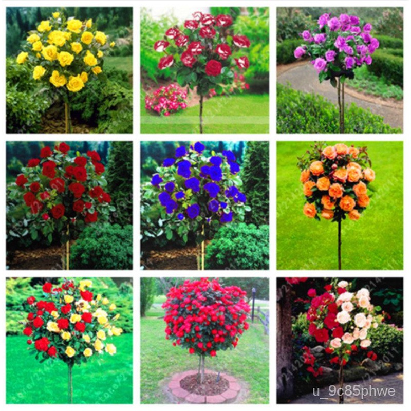 2022100 pcsbag rose tree rose seeds bonsai flower seeds tree seeds ...