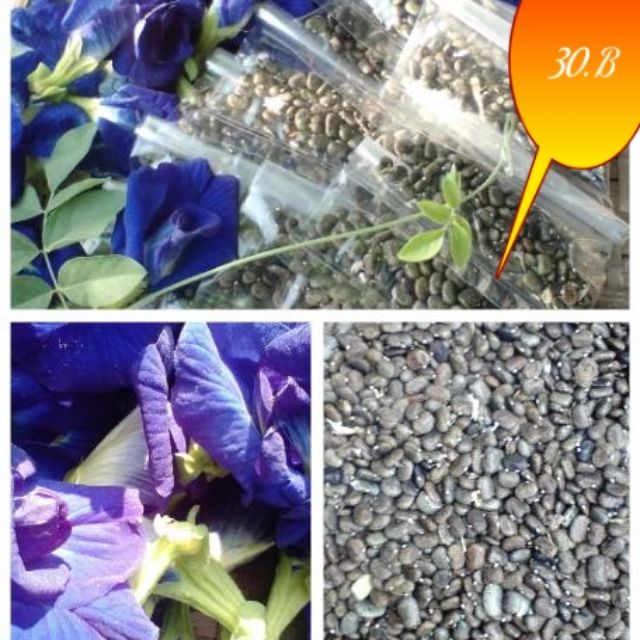 เมล็ดอัญชัน5กลีบ. สึม่วง250เมล็ด  ปลูกเพื่อเก็บดอก