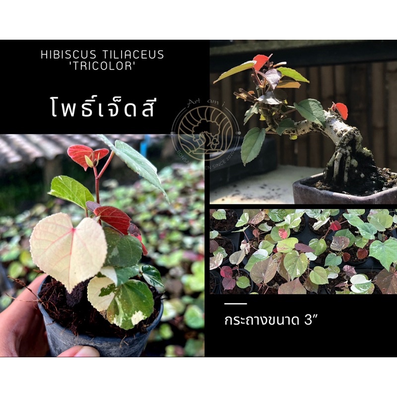 โพธิ์ด่าง โพธิ์เจ็ดสี โพธิ์ 7สี โพธิ์ 3 สี ไม้ทำบอนไซ บอนไซจิ๋วในกระถาง 3”