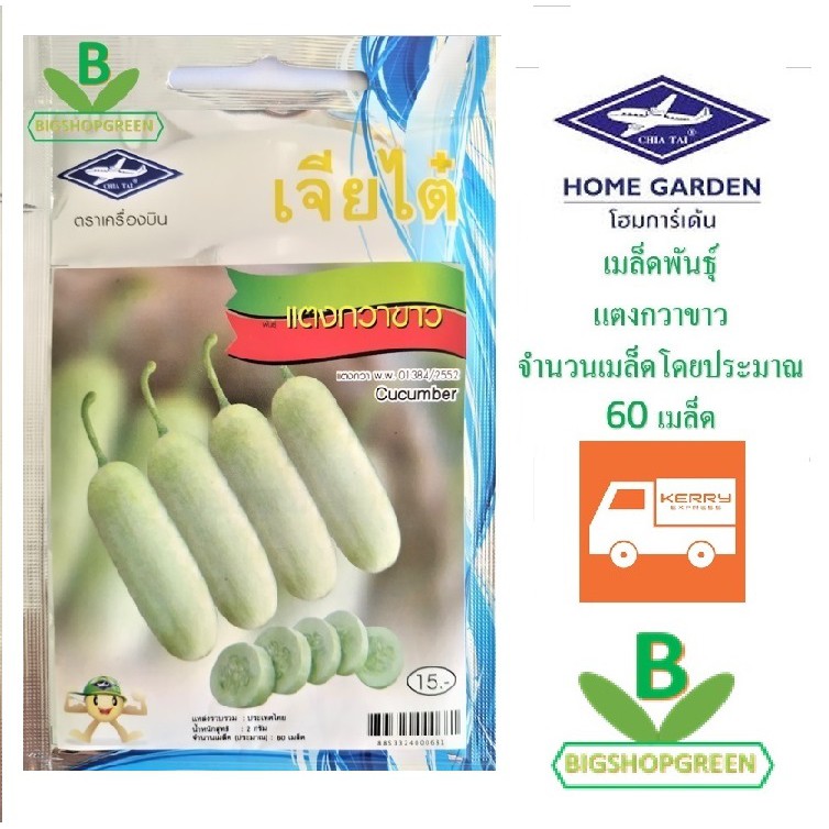 5  แถม 1 เมล็ดพันธุ์ แตงกวาขาว เจียไต๋