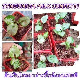 1 กระถาง ต้นเงินไหลมาไซโกเนียมมิ้วคอนเฟตติ Syngonium milk confetti ขนาดกระถาง 2.5นิ้ว จัดส่งแบบยกกระถาง คละต้นส่ง