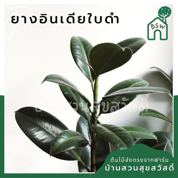 ยางอินเดียดำ (Rubber Plant)