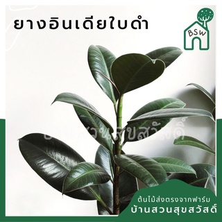 ยางอินเดียดำ  (Rubber Plant)