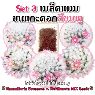 Set3 เมล็ดแมมขนแกะดอกชมพู เมล็ดขนแกะ Mammillaria Bocasana V. Multilanata Seeds เมล็ดขนแกะดอกชมพู เมล็ดแมมขนแกะ