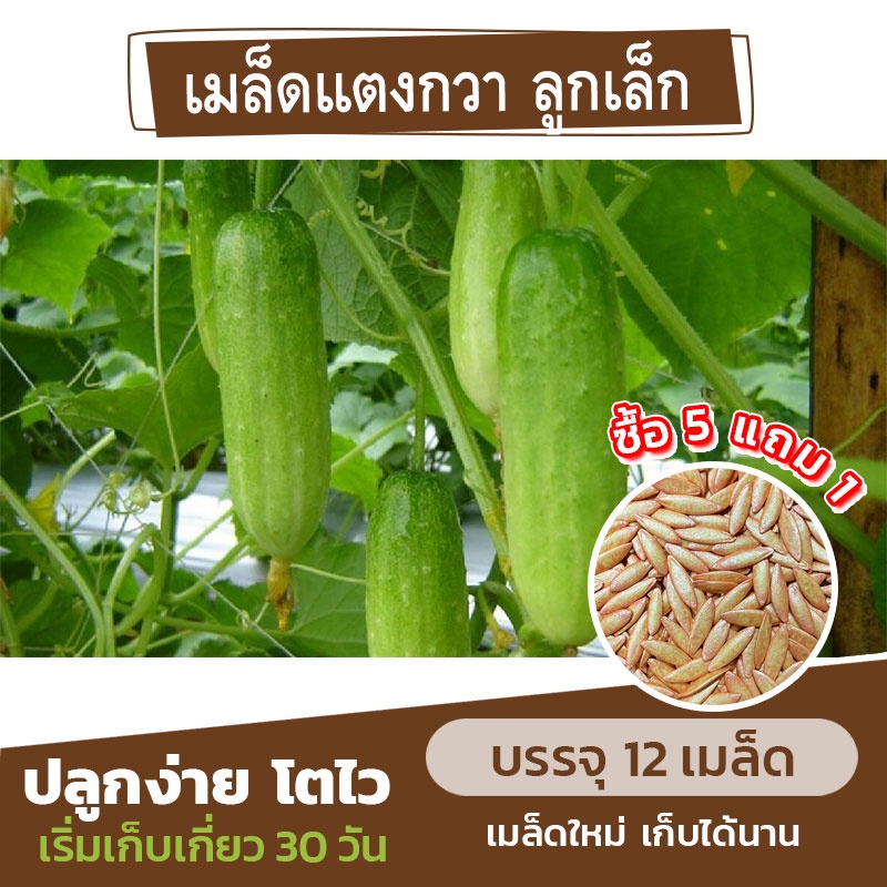 เมล็ดพันธุ์ แตงกวา ลูกเล็ก แบ่งขาย 12 เมล็ด (ซื้อ 5 แถม 1) แตงกวาลูกผสม