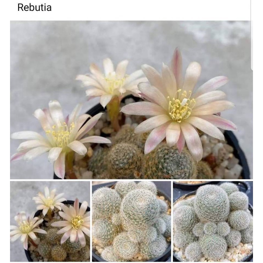 Cactus Rebutia Sunrise รีบูเทียสีขาวนวล R007