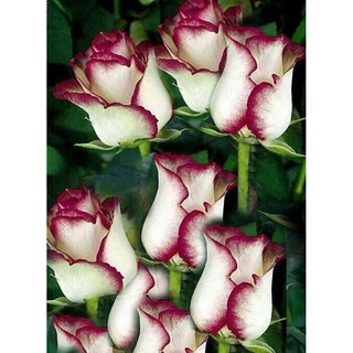 เมล็ดพันธุ์ กุหลาบ Dragon Rose Seeds สี ขาว-ม่วง ดอกใหญ่ นำเข้าจากต่างประเทศ 30 เมล็ด