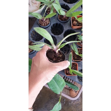 Paph.Sukhold ’52-11’xPaph.Spicerianum’MJ751′ ราคา ถูกที่สุด ดีลบีเคเค แกลเลอรีภาพที่ 4