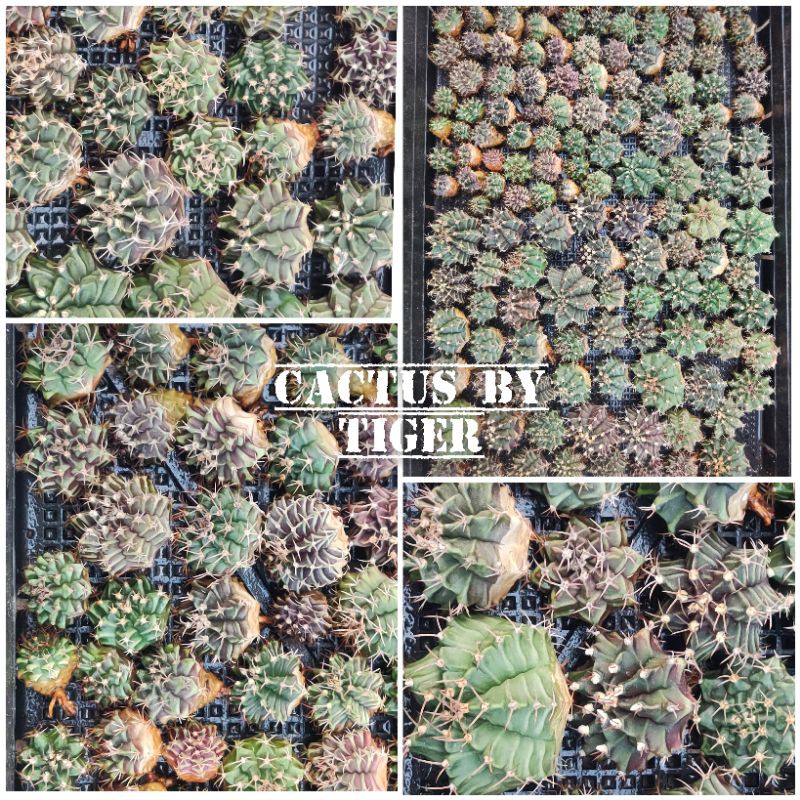 ซื้อ5แถม1 ยิมโนด่าง,ยิมโนเขียว,ม่วง ไซส์แม่พันธุ์ สีสวยต้นมันๆ อวบๆ Gymnocalycium แคคตัส กระบองเพชร cactus&amp;succulent