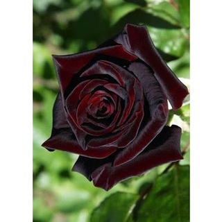 25 เมล็ด เมล็ดกุหลาบ สีดำ ดอกใหญ่ กุหลาบ  Rose seeds