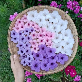ต้อยติ่งฝรั่ง ฟ้าประทานพร กิ่งละ1บาท คละสีได้