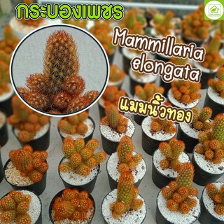 🌵กระบองเพชร🔥|นิ้วทอง|แมมนิ้วทอง|Mammillaria elongata|ต้นไม้ประดับ|ต้นไม้ประดับ ตกแต่งสวน กระแสแรง|เลี้ยงง่าย|ปลูกง่าย