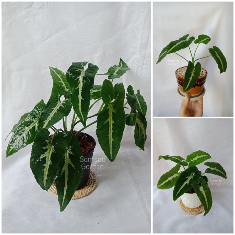 ต้นออมเพชร ลุ้นด่าง (Syngonium wendlandii Schott)