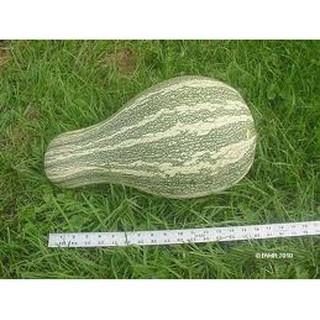 เมล็ด ฟักทอง สครอช ลายเขียว - Green Striped Cushaw Squash