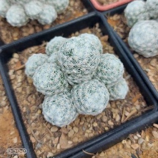 Mammillaria humboldtii(กอล์ฟแคคตัส)