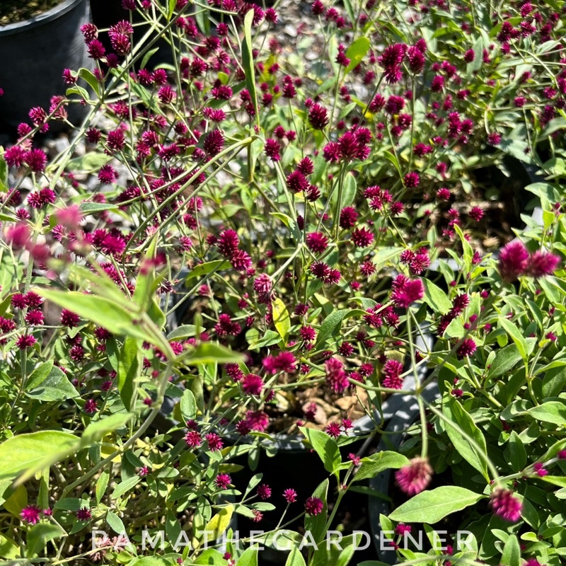 บานไม่รู้โรย พันธุ์ดอกจิ๋ว มาในกระถางพร้อมตั้ง