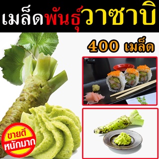 พร้อมส่ง  เมล็ดวาซาบิ 700++ เมล็ด เมล็ดพันธุ์ผัก เมล็ดพันธุ์ไม้ เมล็ดพันธุ์พืช เมล็ดพันธุ์แท้ เมล็ดพันธุ์วาซาบิ Wasabi