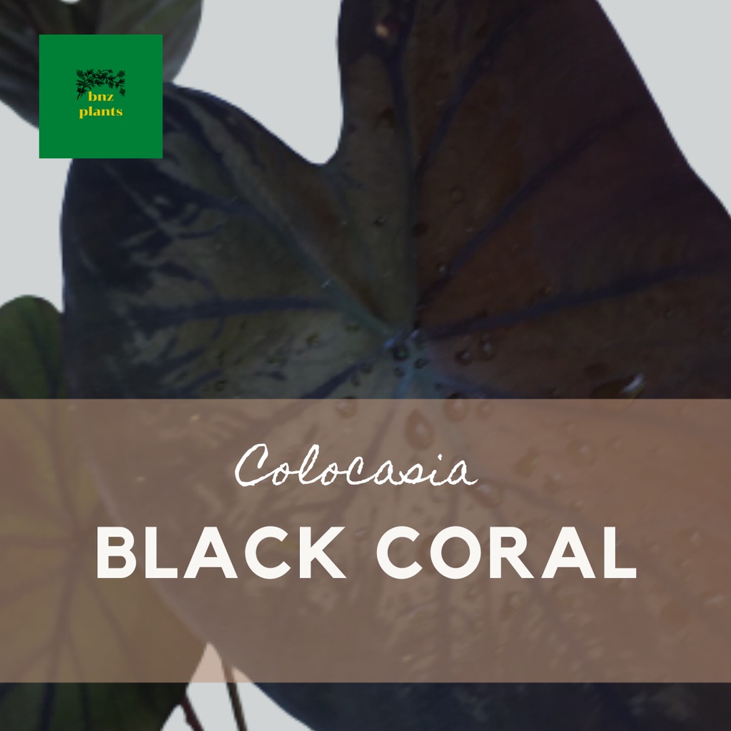บอนดำ แบล็คโคเรล/colocasia black coral