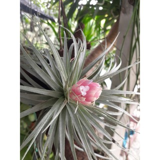 Tillandsia houston ทิลแลนด์เซียฮูสตัน