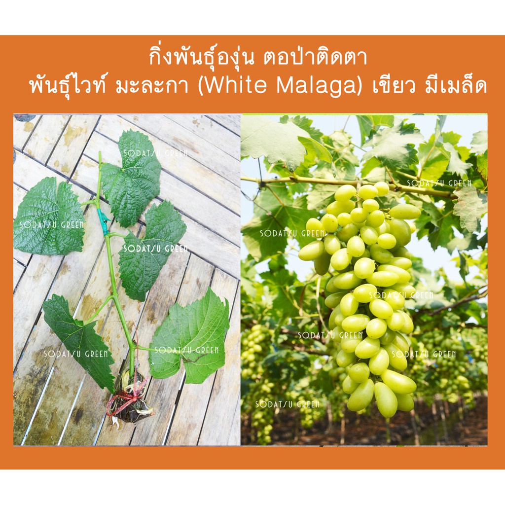 กิ่งพันธุ์องุ่น ไวท์มะละกา แท้ White Malaga มีเมล็ด ผลเขียวสวย  กดสั่งขั้นต่ำ 2 กิ่ง ทนร้อน ปลูกได้ทุกที่  มีคำแนะนำปลูก