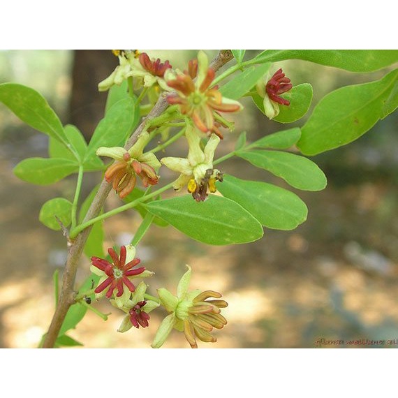 เมล็ดมะขวิด  35 บาท 50 เมล็ด เพาะง่าย อัตรางอกสูง ไม้เศรษฐกิจ สมุนไพรพื้นบ้าน - รูปที่ 2