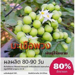 เมล็ดพันธ์ุ มะเขือพวง ไร้หนาม 150 เมล็ด มะเขือพวง (ซื้อ 10 แถม 1 คละอย่างได้)