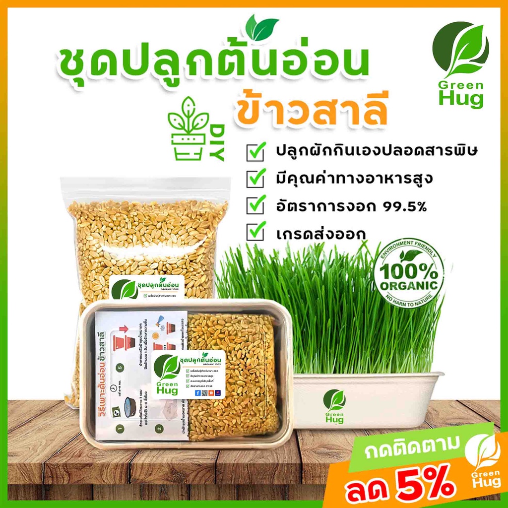 ชุดปลูกต้นอ่อนข้าวสาลี Organic - ( Wheat Sprout Kit - Organic ) GREENHUG เมล็ดต้นอ่อน