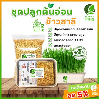 ชุดปลูกต้นอ่อนข้าวสาลี Organic - ( Wheat Sprout Kit - Organic ) GREENHUG เมล็ดต้นอ่อน