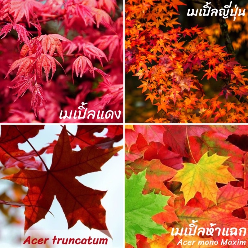 เมล็ด เมเปิ้ล บอนไซ 30 เมล็ด "คัดเมล็ด" acer palmatum atropurpureum เมล็ดใหม่ สั่งตรงจากผู้ปลูก