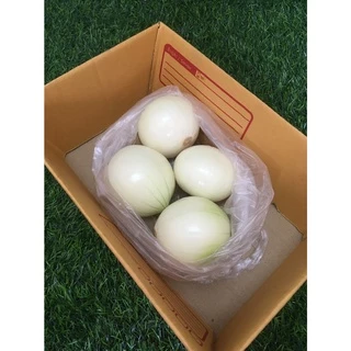 หัวหอมใหญ่นอกปอกเปลือก 🧅 - หัวหอมใหญ่นอกสด หอมหัวใหญ่ หอมขาว ผักผลไม้