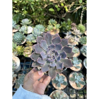 ไม้อวบน้ำ Echeveria Neon Breaker ไม้อวบน้ำ กุหลาบหิน