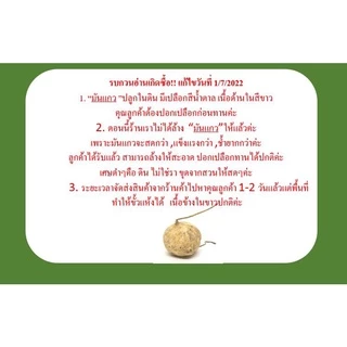 มันแกว มันเภา มันตะเภา กรอบ หวาน ฉ่ำน้ำ ผักผลไม้สด