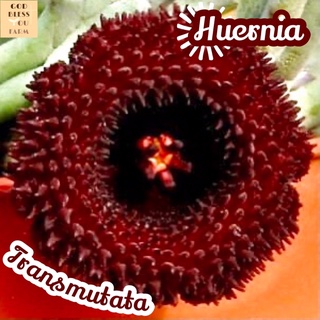 [เก๋งจีนดอกแดงเข้ม] Huernia Transmutata ส่งพร้อมกระถาง แคคตัส Cactus Succulent Haworthia Euphorbia ไม้หายาก พืชอวบน้ำ