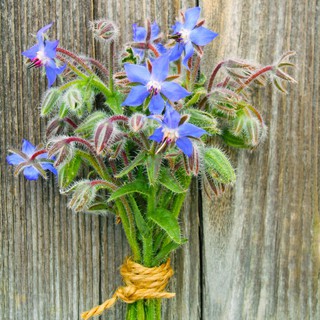 เมล็ด โบราจ - Borage (ดอกใบ กินได้ )