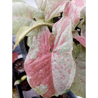 มิ้วคอนเฟตติ Syngonium milk confetti สวย หวาน