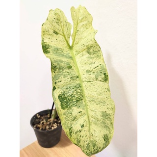 Philodendron Paraiso หรือ ฟิโลพาไรโซ่ (พาราซิโอ้)