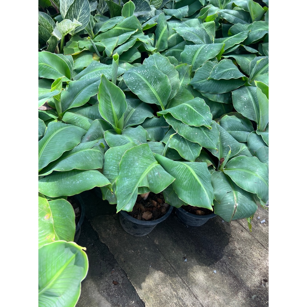 มุมมอง 4