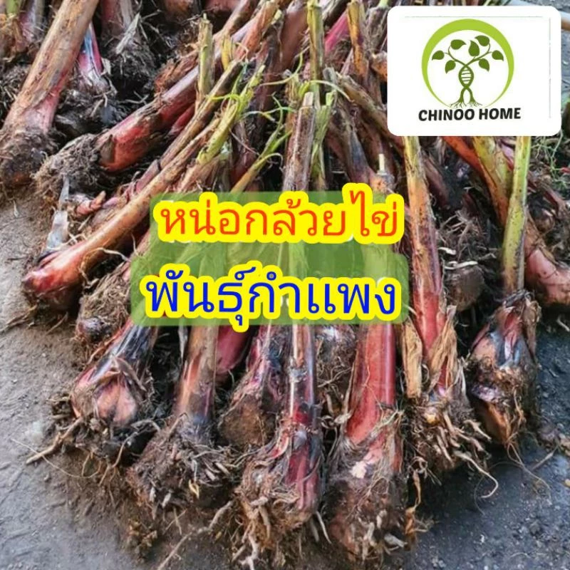 หน่อ กล้วยไข่ พันธุ์กำเเพง ต้นกล้วยไข่ พันธุ์ กำเเพงเพรช