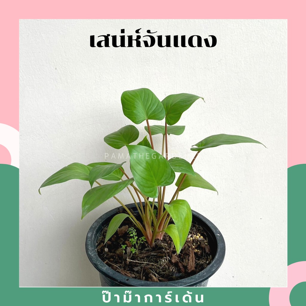 มุมมอง 2