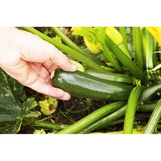 เมล็ดพันธุ์ ซูกินี zucchini 5เมล็ด