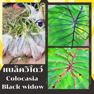 colocasia black widow บอนแบล็ควิโดว์ 1 ต้น  กระดูกใบสีดำคล้ายหน้ากากฟาโรห์ เด่น สวย ส่งแบบตัดใบออก สินค้าพร้อมจัดส่ง