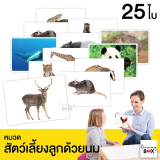 flashcard แฟลชการ์ด บัตรคำศัพท์ใหญ่ [ หมวดสัตว์เลี้ยงลูกด้วยนม Mammals]