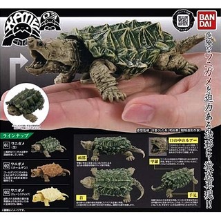 (ครบชุดพร้อมส่ง) Gachapon กาชาปองเต่า KAME Tortoise Bandai Vol.3 โมเดลเต่า