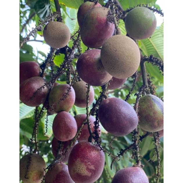 ต้นลำไยคริสตัลแดงจัมโบ้ 50-60ซม. - รูปที่ 4