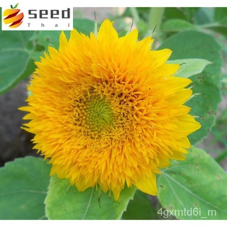 (ผู้ค้าส่งเมล็ดพันธุ์) เมล็ดพันธุ์แท้ OP แท้ 100 % ❗ ทานตะวัน เทดดี้แบร์ - Teddy Bear Sunflower ทานตะวันเตี้ย ดอกปุกปุ้ย